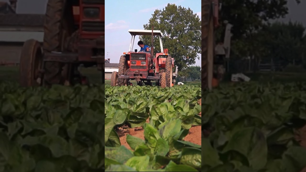 Farmer Life 🚜 #farm #farmer #tractor #tractorvlog #fiat666 #fiatagri #traktor #radicchio #farmerlife