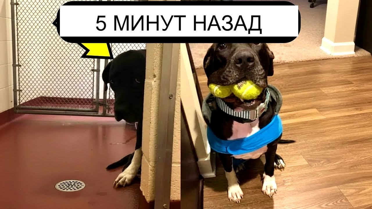 УСЫНОВИЛА НЕЖЕЛАТЕЛЬНУЮ СОБАКУ ИЗ ПРИЮТА. ТО, ЧТО ПРОИЗОШЛО ДАЛЬШЕ, МЕНЯ СЛОМАЛО.