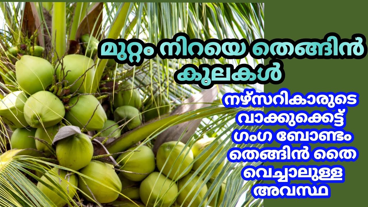 ഗംഗ ബോണ്ടം തെങ്ങിൻ തൈ  വെറും പറ്റിക്കൽ ആണ് ആരും നടരുത് #gangabondam #coconut, #trending 