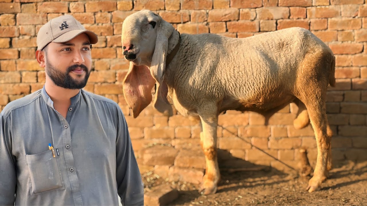 Ab Waqt Aa Gaya... Hamara Breeder Wapas Ja Raha Hai! 💔