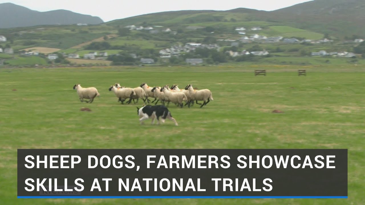 Sheep dogs and their handlers showcase skills at national trials
