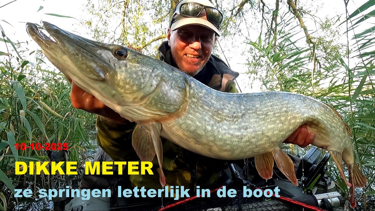 10 10 2025 EEN PRACHTIGE METERSNOEK EN ZE SPRINGEN IN DE BOOT