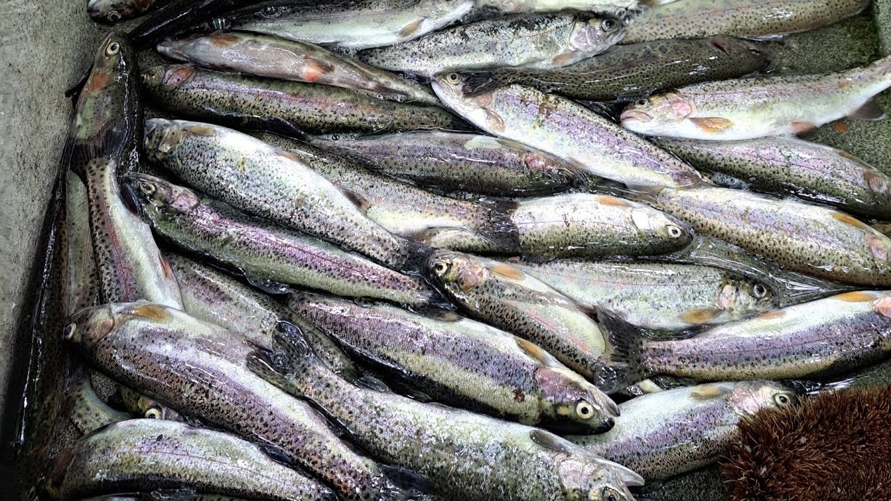 愛好会で行く作並渓流釣り場は？　2023.6.3