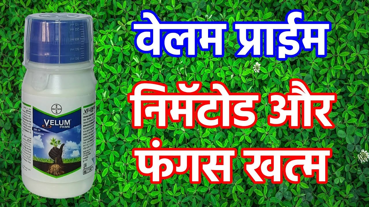 Velum prime BAYER/वेलम प्राईम से निमॅटोड और फंगस खत्म