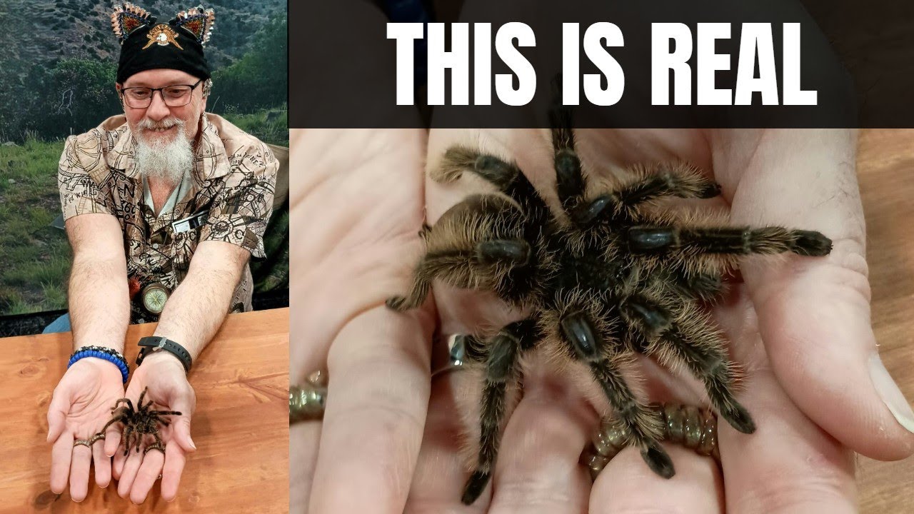 Вы не поверите, как спариваются насекомые | Триш из Insectopia