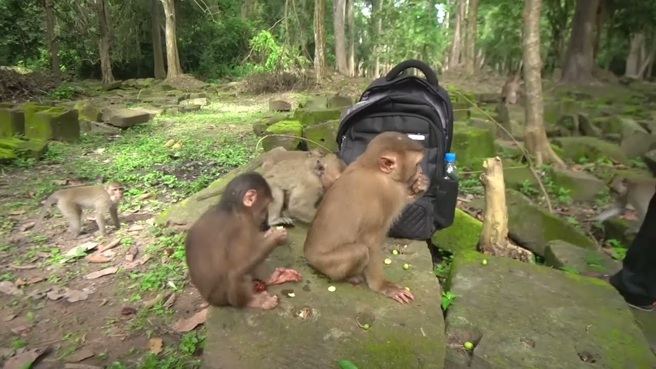 I'm training a new abandoned monkey to learn to eat fruit with the other monkey. new life for her