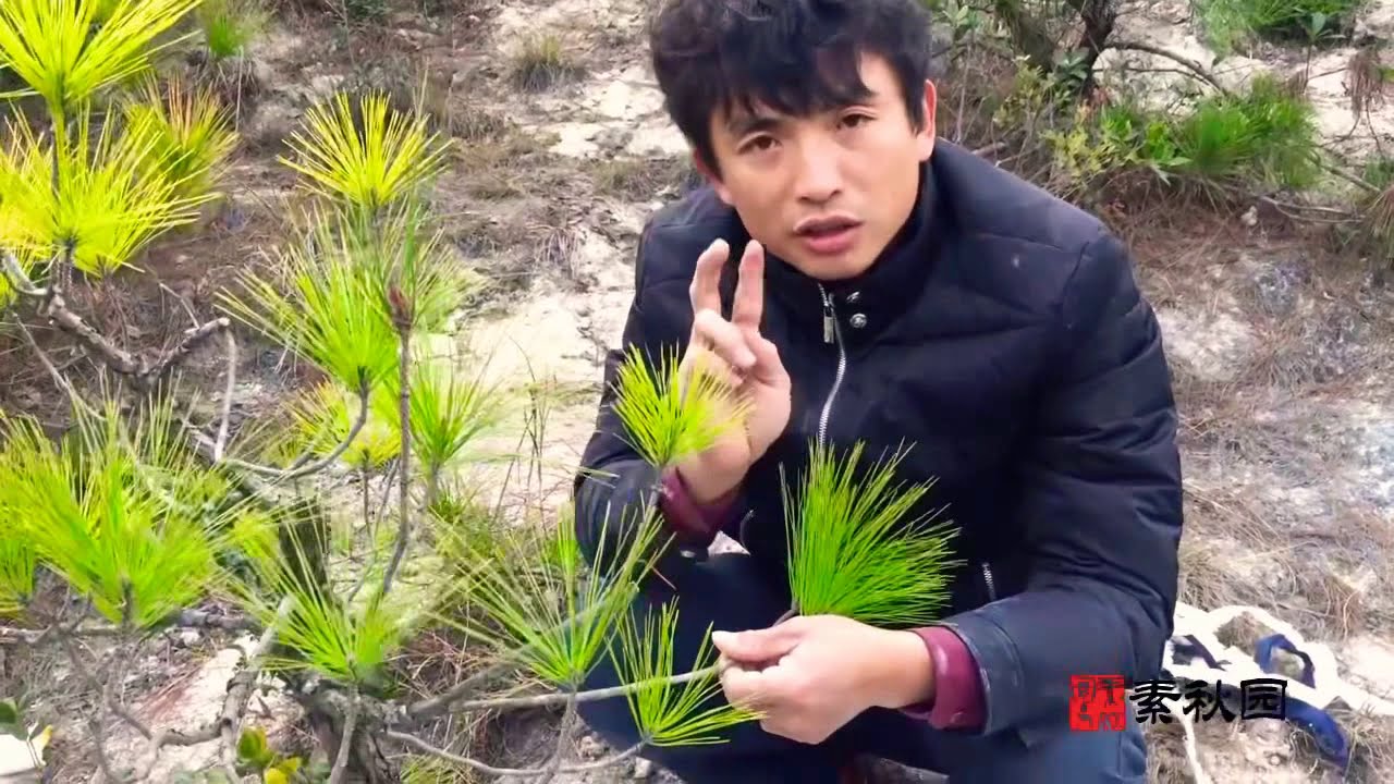 如何做出漂亮的松树盆景，学会“逼芽”和“控针”至关重要