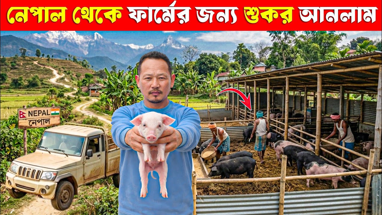 নেপাল থেকে ফার্মের জন্য শূকর আনলাম | Nepal Pig Farming | High Profit Pig Farming Business 2026