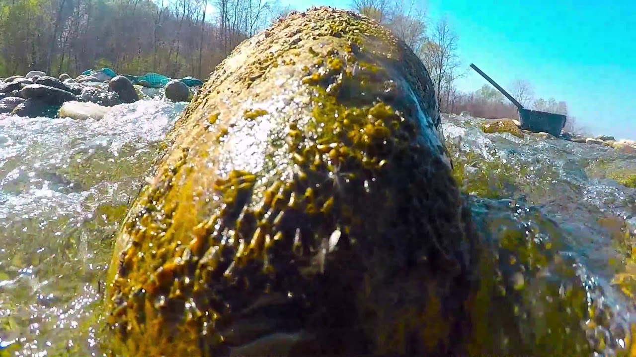 Torrente Elvo  L'oro perduto