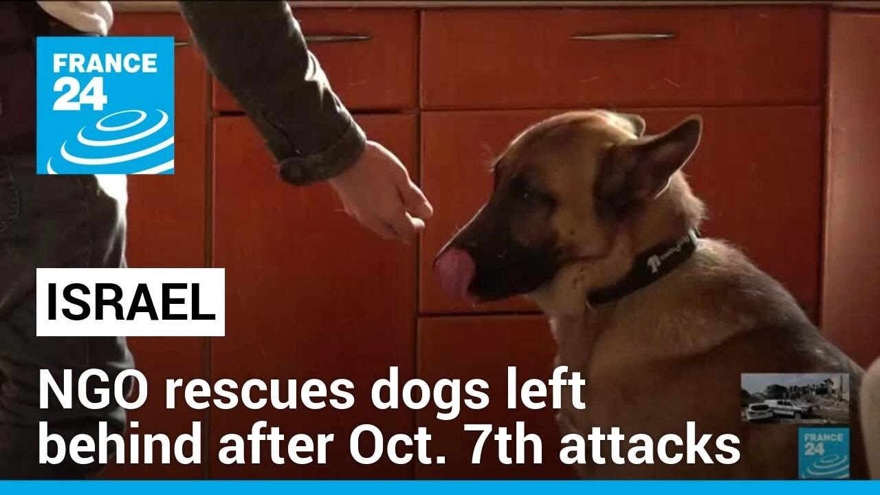 Animals victims of the war: NGO in Israel rescues dogs left behind after Oct. 7th attacks