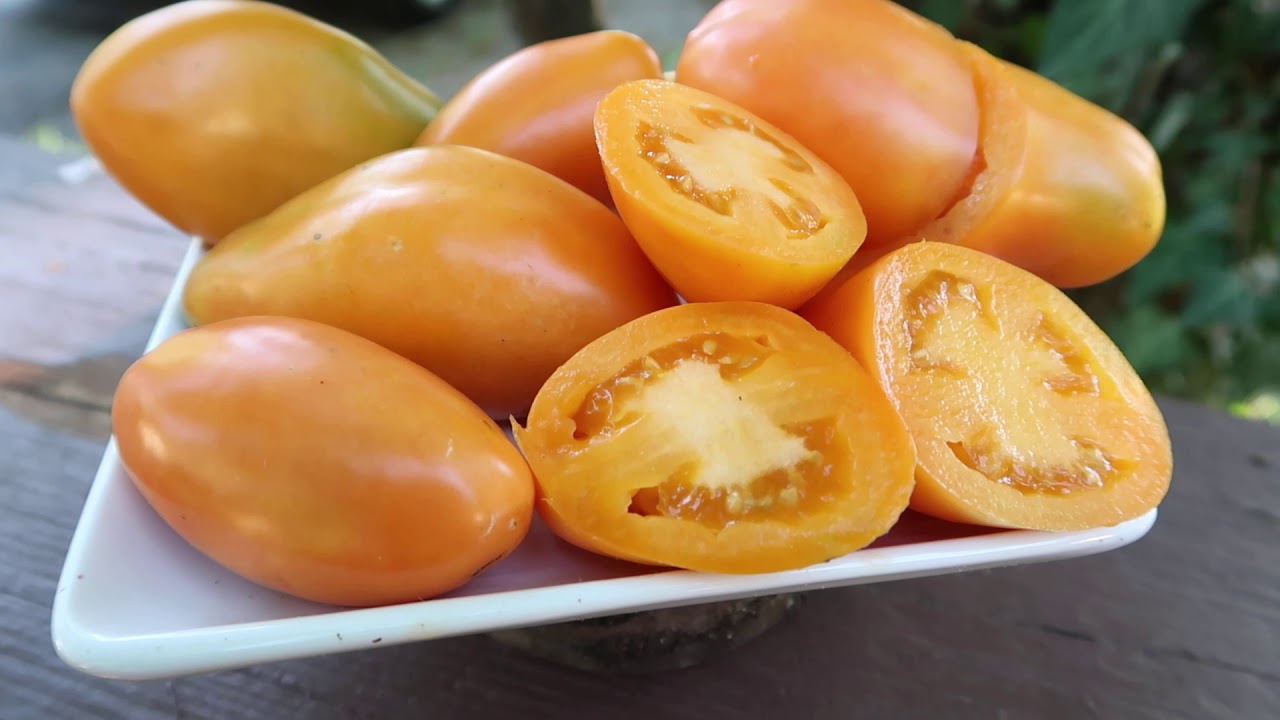 **Dwarf Laura's Bounty For Superb Tomato Paste And Sauce**