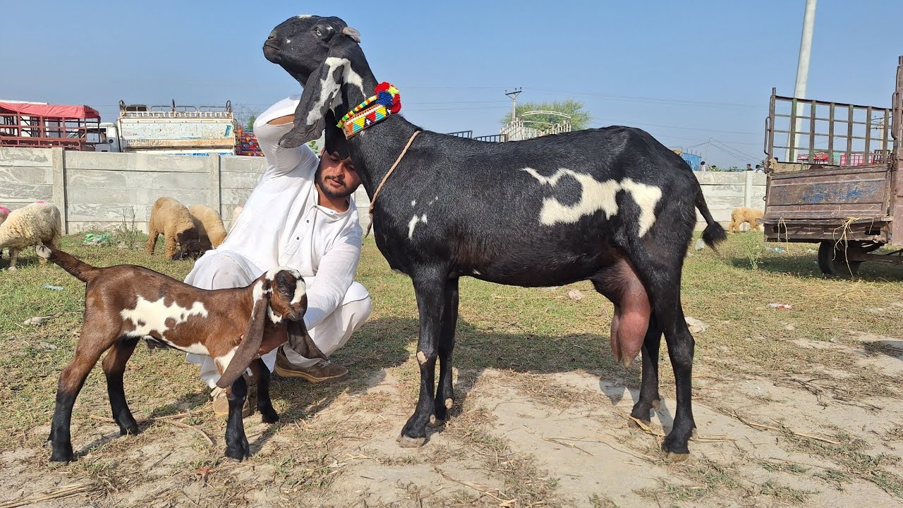 Live Update Bakra Mandi Kameer Top Class Beetal Goats | Beetal Breeder Goat Baby 