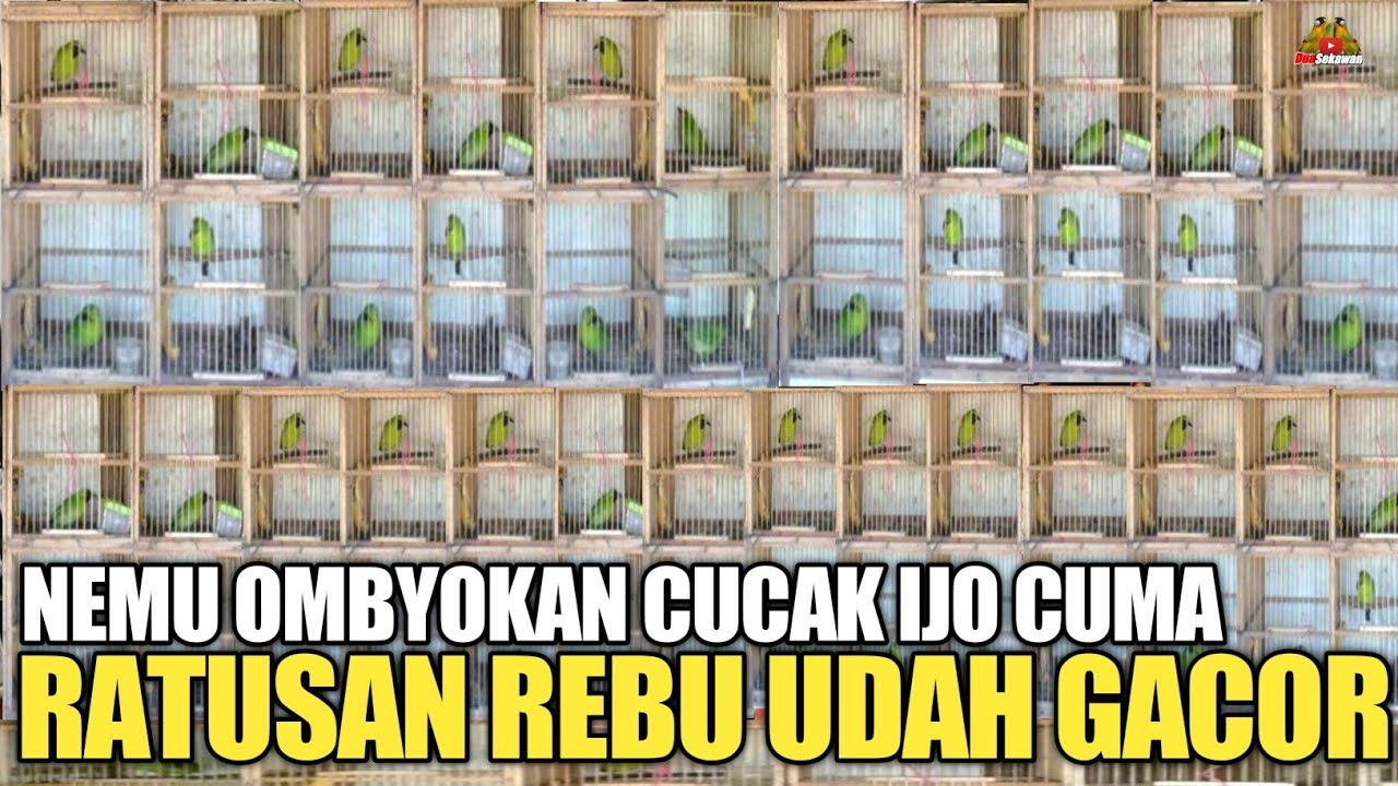 REJEKI ! NEMU OMBYOKAN CUCAK IJO CUMA RATUSAN RIBU MALAH GACOR !
