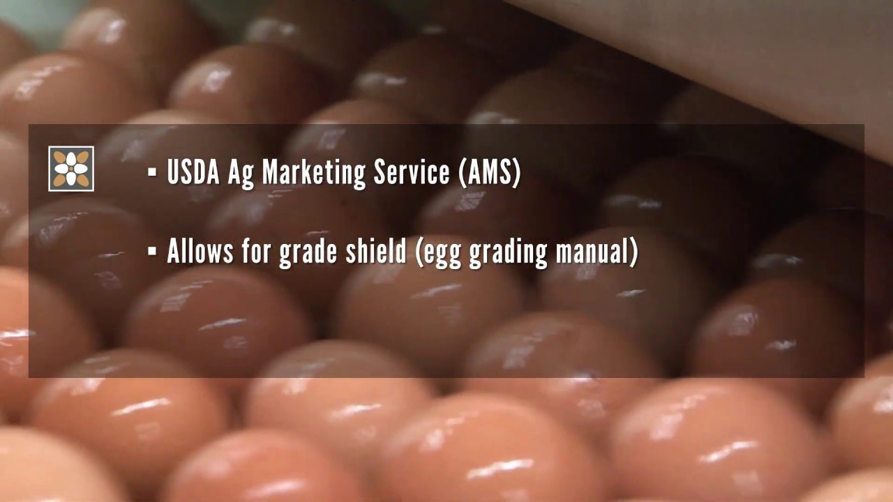 Cage-free Egg Production