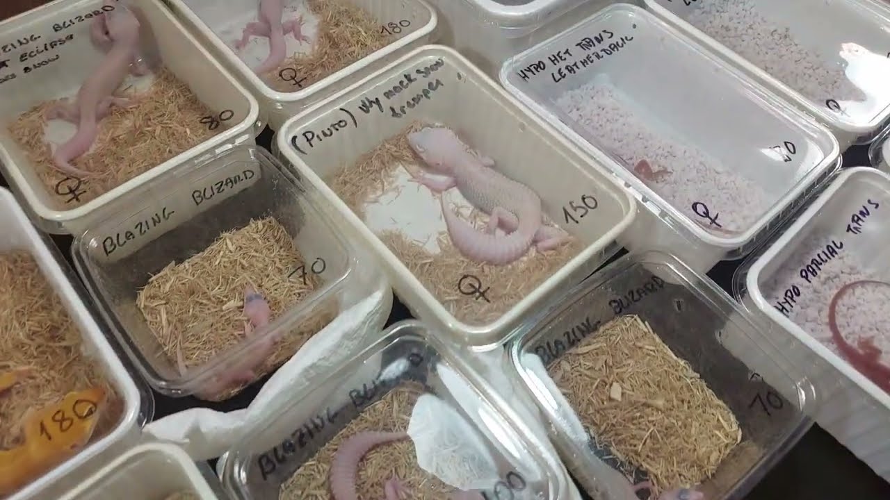 FUI NUMA FEIRA DE RÉPTEIS E ANIMAIS EXÓTICOS NA ESPANHA !!
