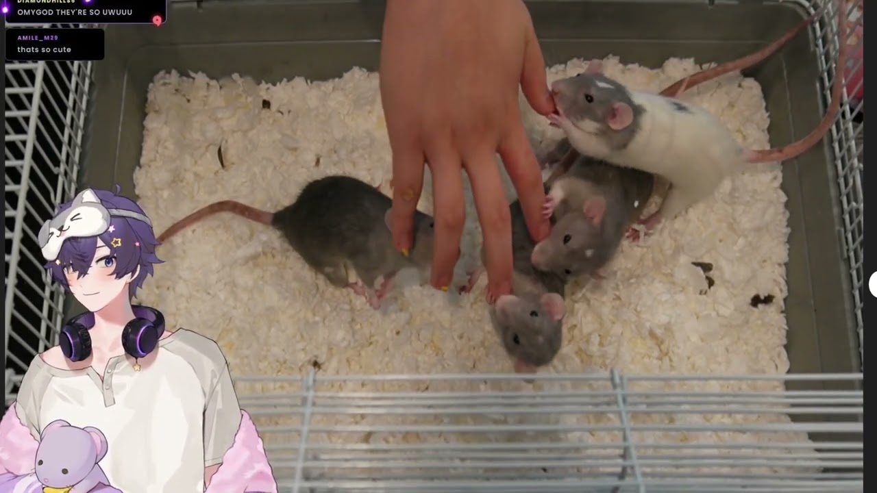 Shoto introduces his daughters to us