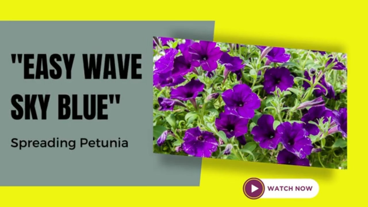 Easy Wave Sky Blue Spreading Petunia | TinyLeaf