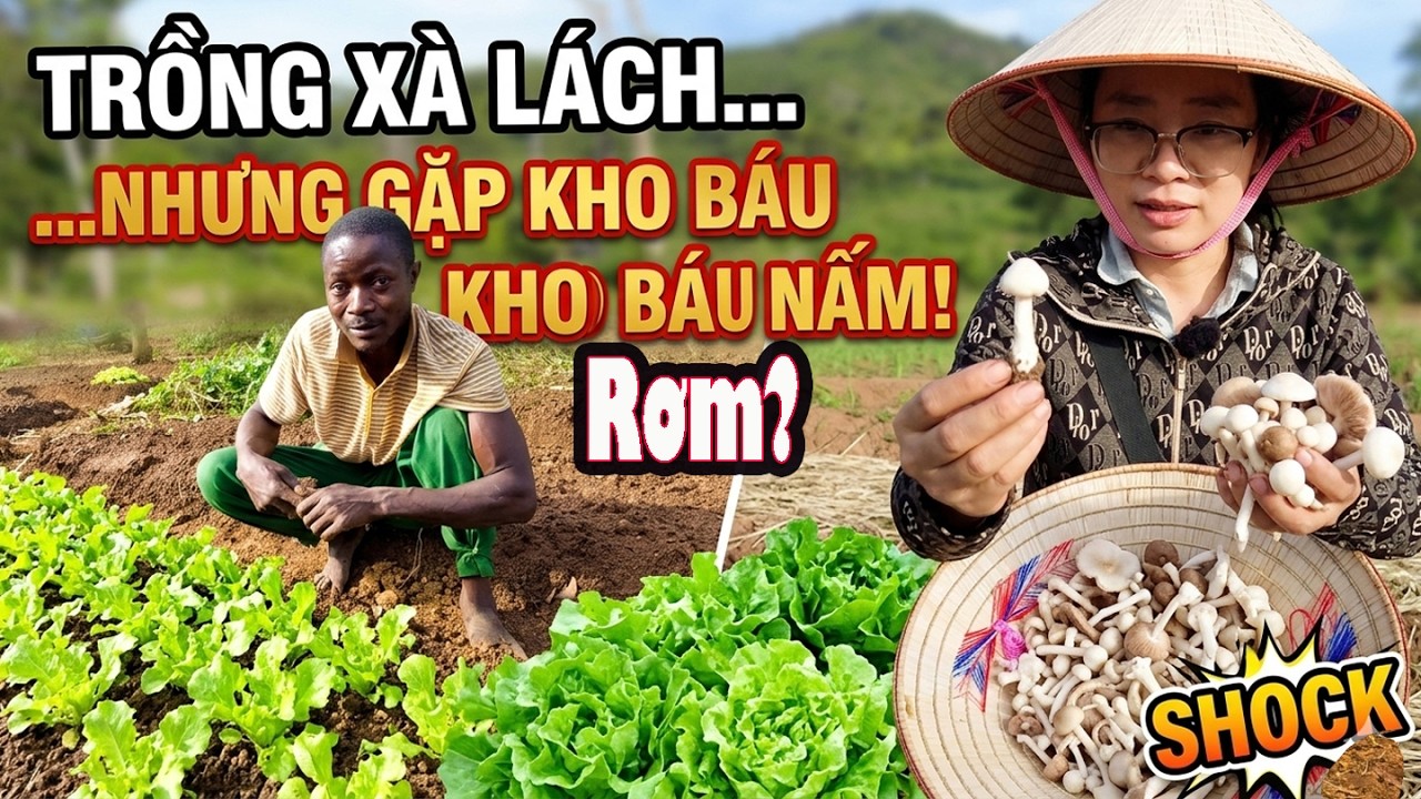 Đang Trồng X&agrave; L&aacute;ch bỗng Ph&aacute;t Hiện Nấm Rơm mọc lởm chởm trong trang trại||2Q Vlogs Cuộc Sống Ch&acirc;u Phi