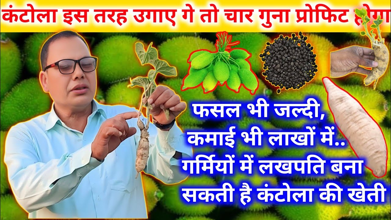 कंटोला/खेक्सा/ककोड़ा की खेती कब और कैसे करें🤔 जानें खेती का संपूर्ण जानकारी😊spine gourd cultivation🌱