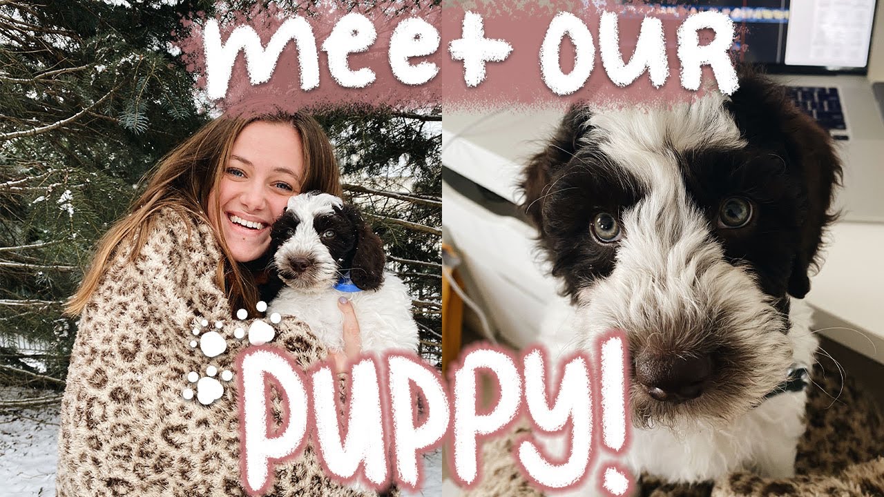 WE FINALLY GOT A PUPPY! getting our 8wk old Australian Labradoodle!!