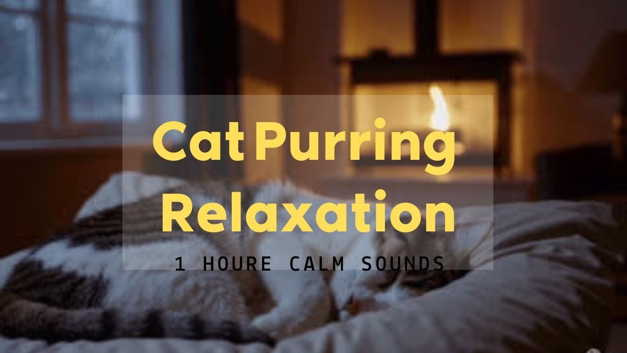 Cat Purring & Gentle Rain for Deep Sleep (1 Hour)