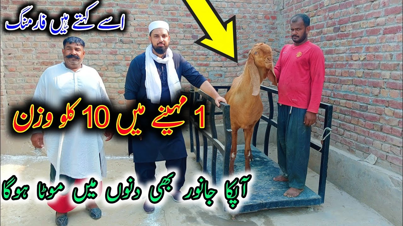 Best Diet For Goat Fattening - 8 kg Weight Gain Per Month @thesarwargoatfarm