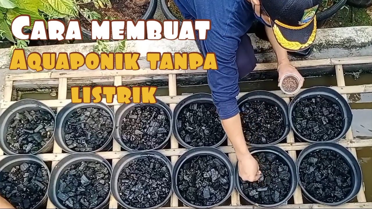 Cara Membuat Aquaponik Tanpa Listrik Tanaman Kangkung