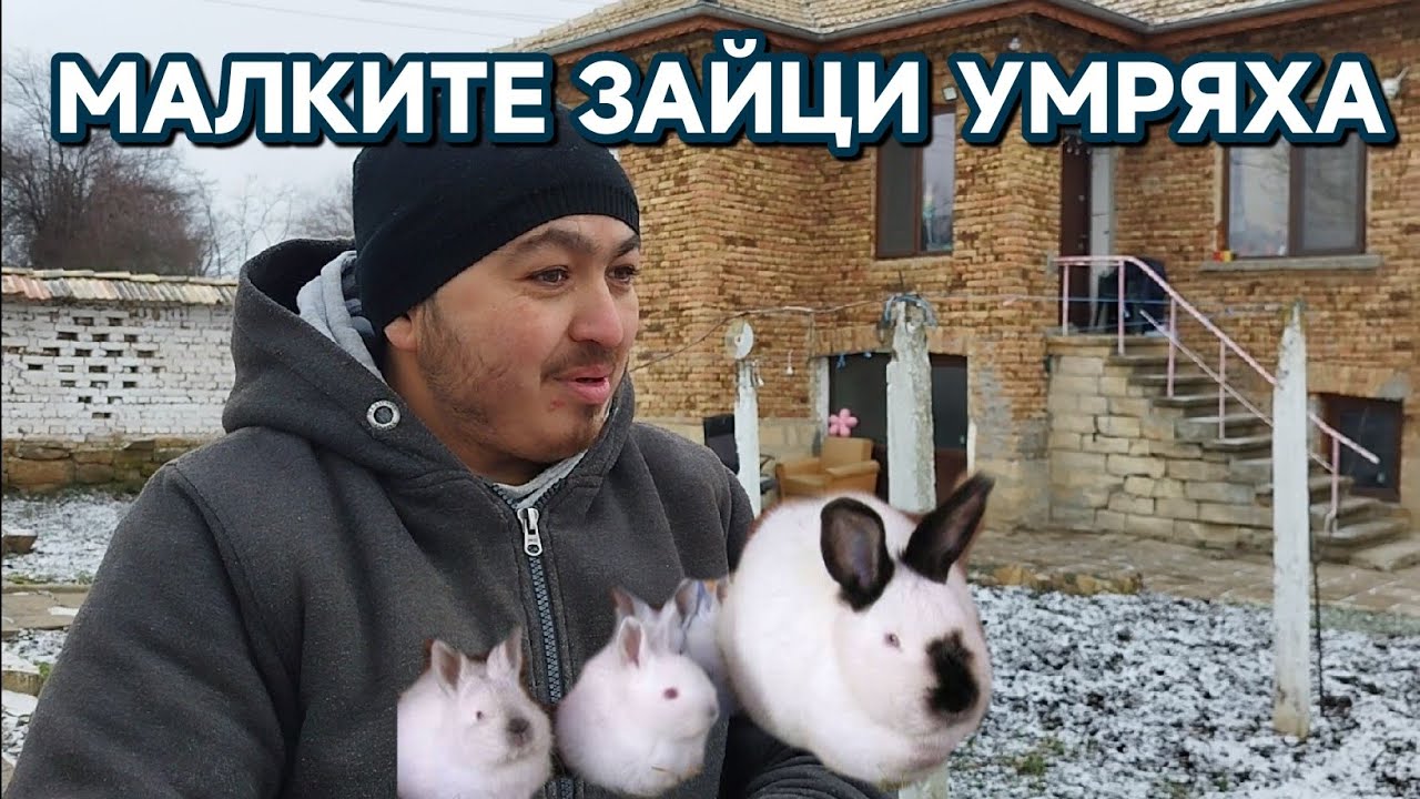 Малките зайчета умряха| Фрезата не пали #farming #automobile #villagelife #lifeisbutadream #puppy 