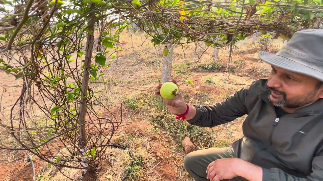 Nirvana farm fruits part 3
