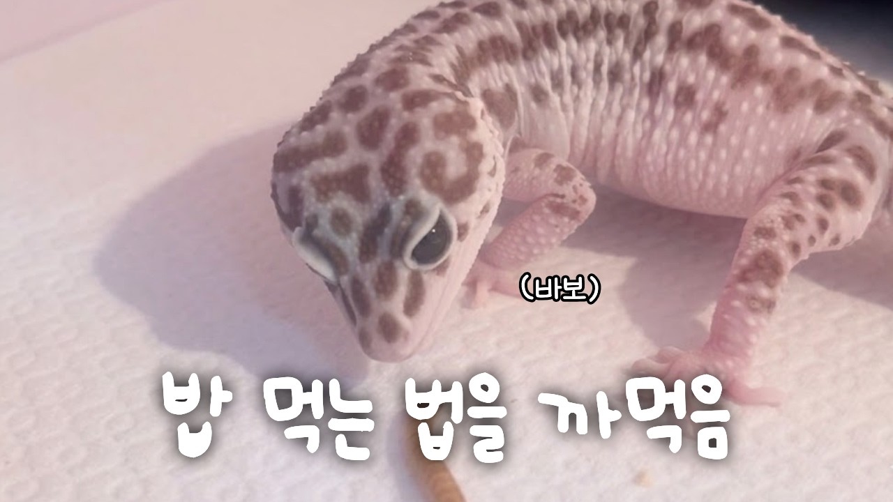 밥 먹는 법을 까먹은 도마뱀ㅣ도마뱀 VLOG