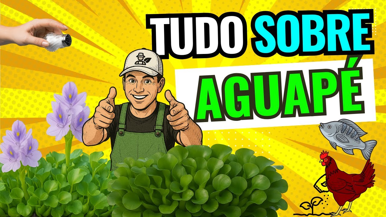 🍀TUDO SOBRE AGUAPÉ !! É BOM OU NÃO É?