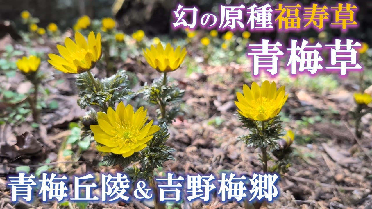 幻の原種福寿草『青梅草』に会いに行こう！【青梅丘陵＆吉野梅郷】（2025/3/2）