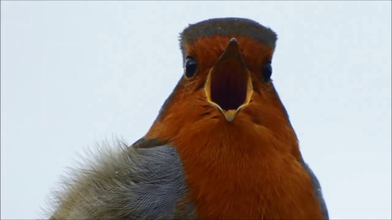 Attingham Park: The Winter Robin by Martin Jones