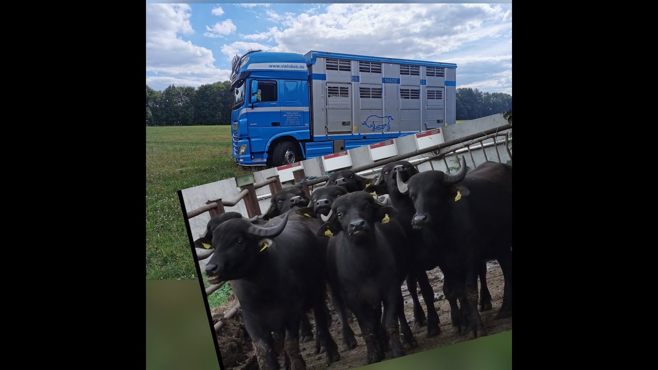 Wasserbüffel geladen 🐃🤠🐃
