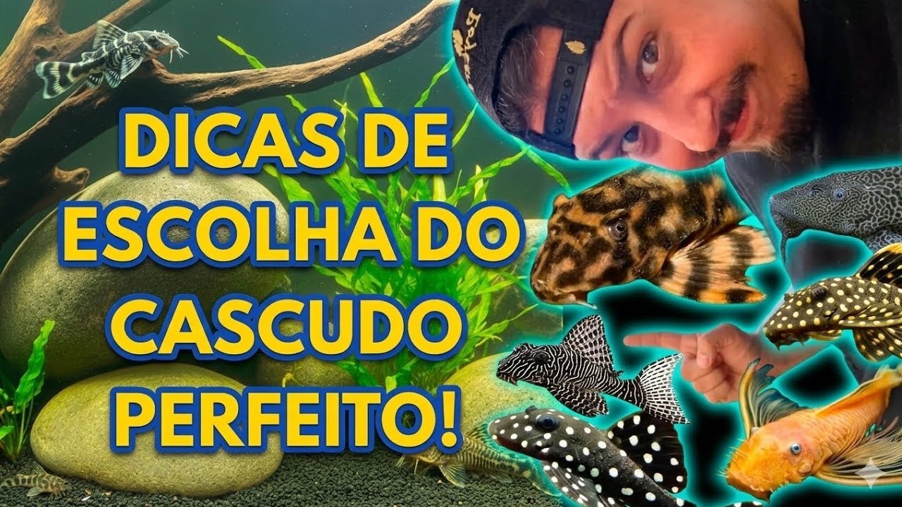 Советы по выбору правильного PLECO! (Эп.74)