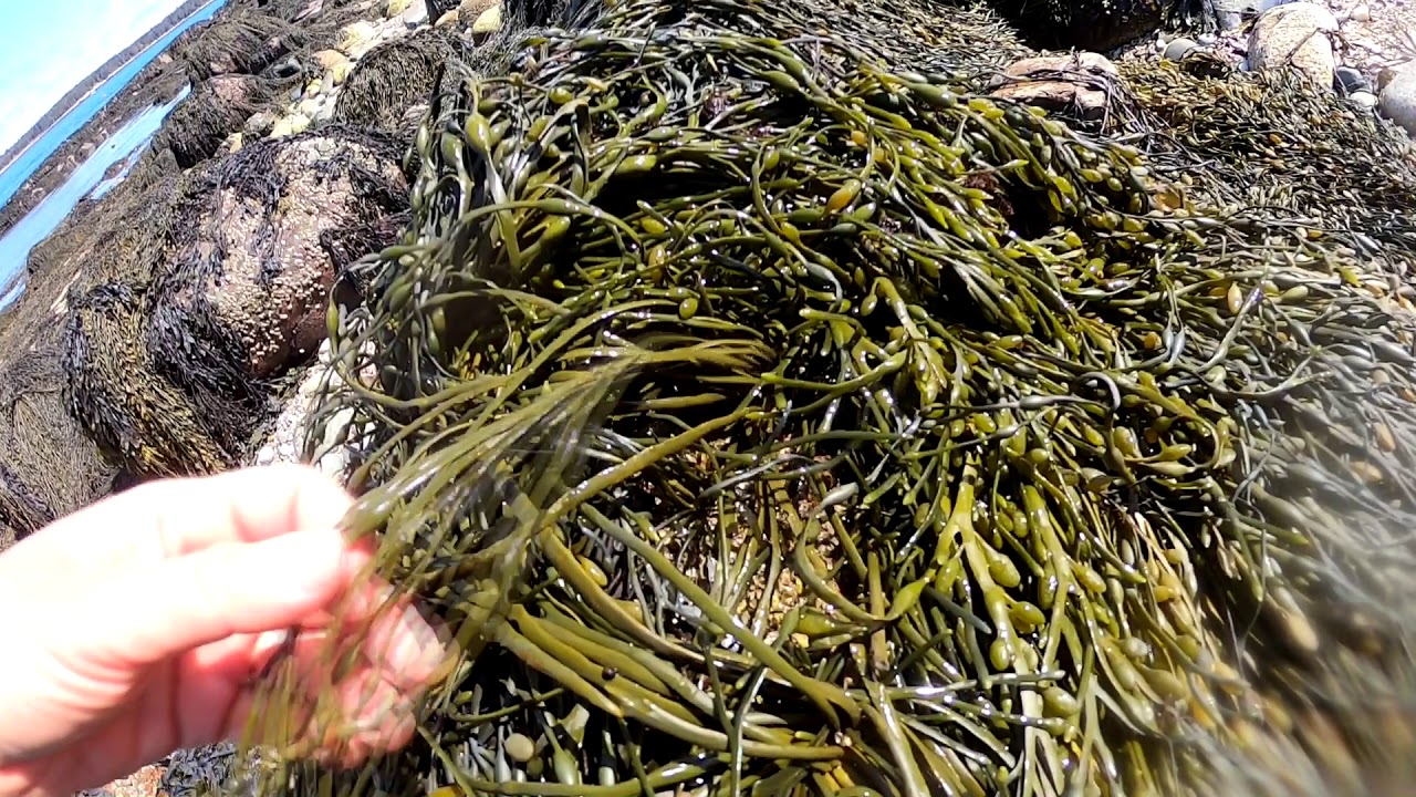 Hurricane Island Rocky Intertidal Zone