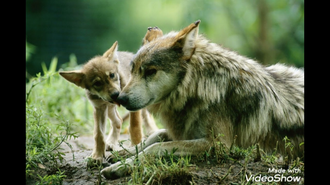 Wolf Therian Meditation (With forest and relaxing music)🐾