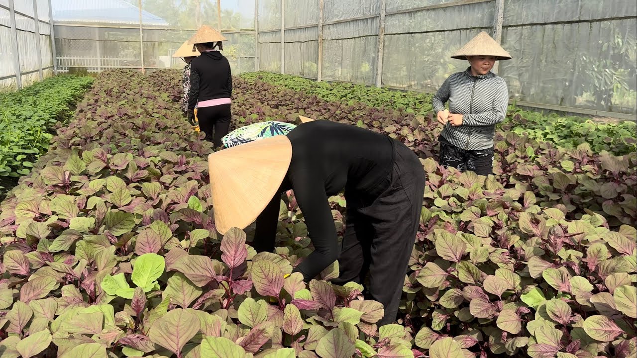 1856 / Thay mặt người chị ở Mỹ tặng 400 ký rau quả cho bà con