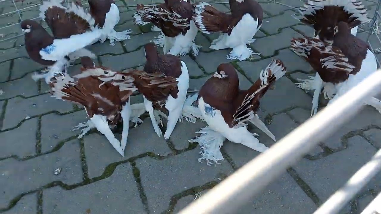 Gołębie ozdobne rostowskie omskie wolzanskie cziliki +48606531966