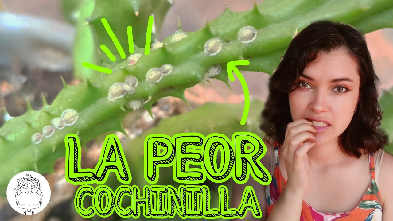 COCHINILLA ESCUDO, COMO ELIMINARLA CORRECTAMENTE 🐔🤍🐔🤍
