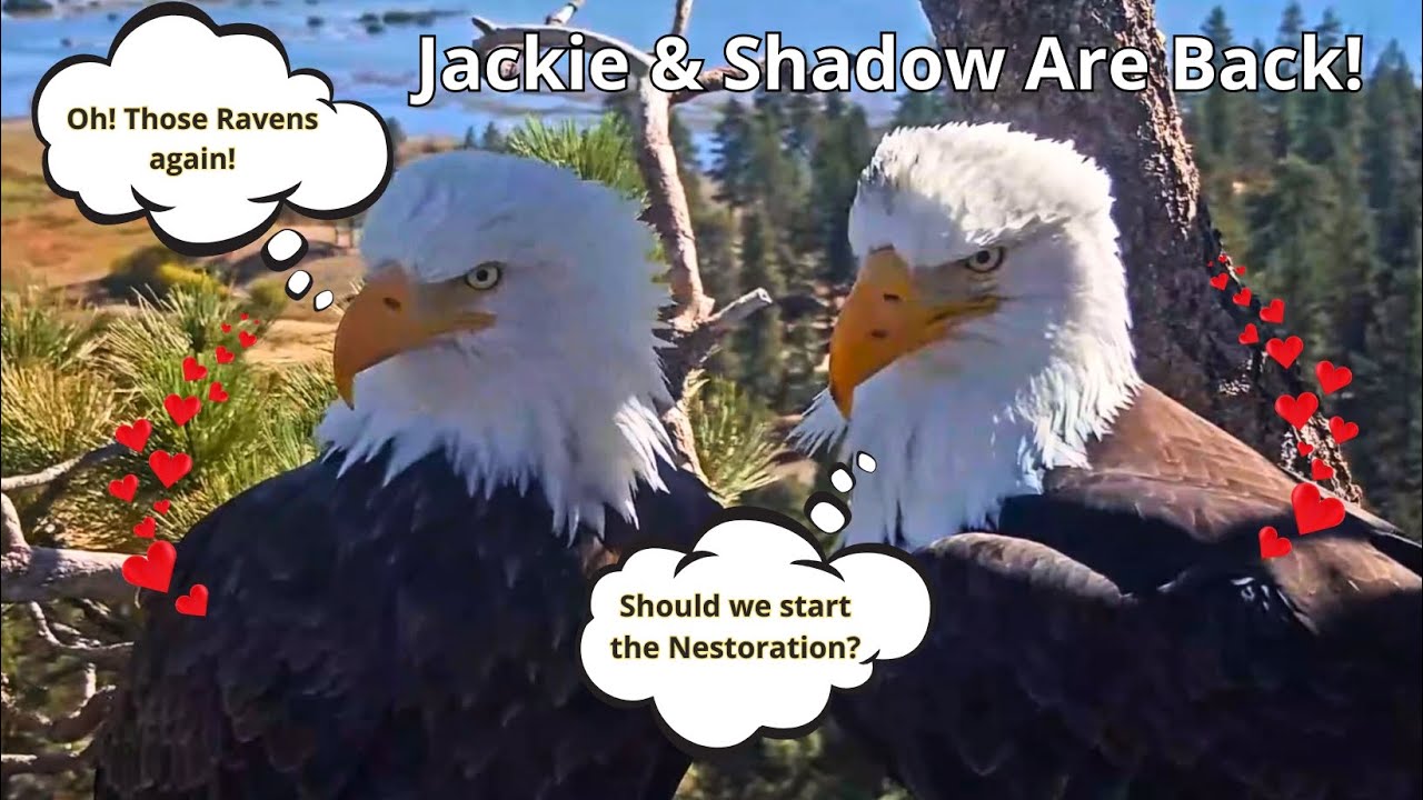 Jackie & Shadow Come Back! 🦅🦅🎉