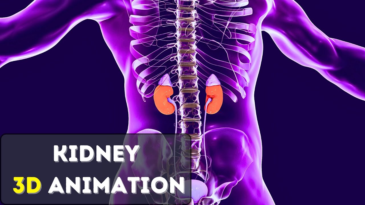 Kidney  3D Animation - Structure And Function Of Kidney Anatomy