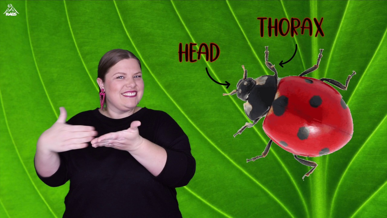 All About Ladybugs: ASL Informational Videotext