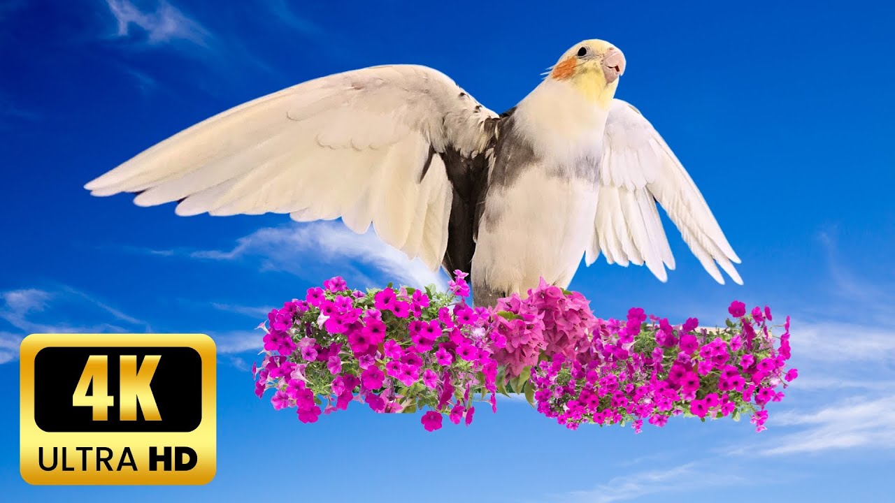 Happy cockatiel singing in nature | Calopsita feliz cantando na natureza💚