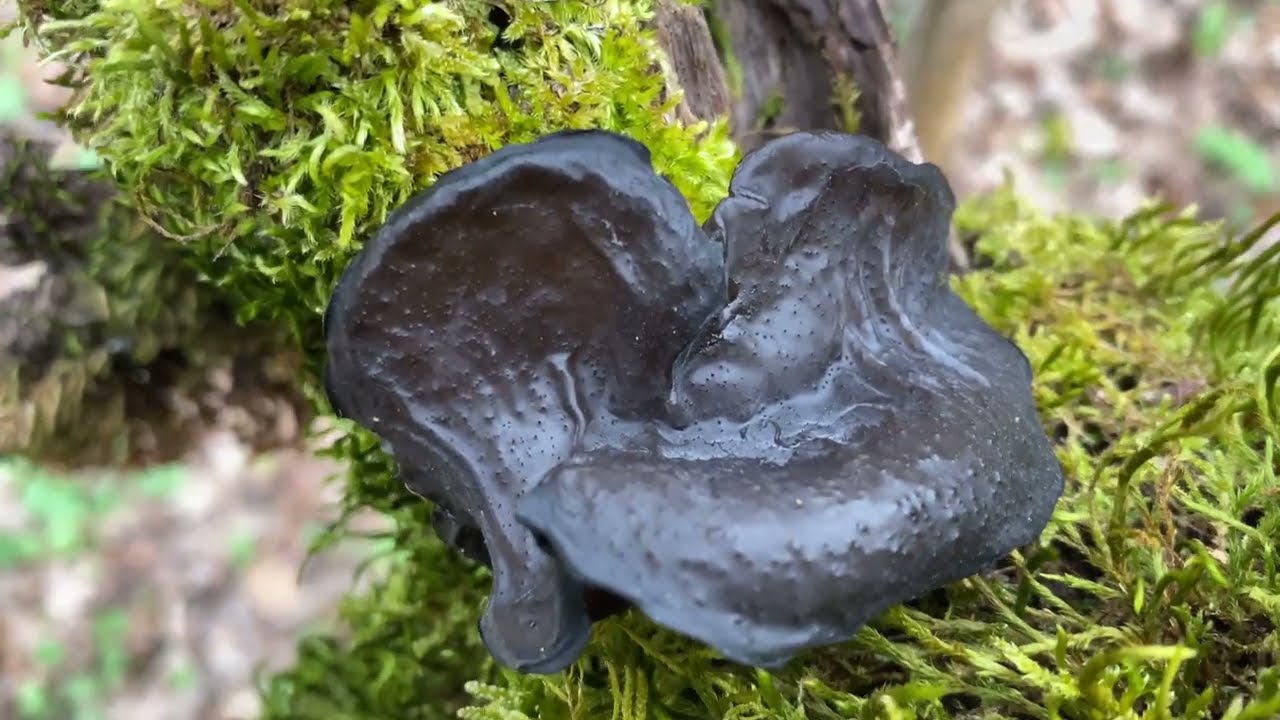 Exidia glandulosa, March 27, 2023