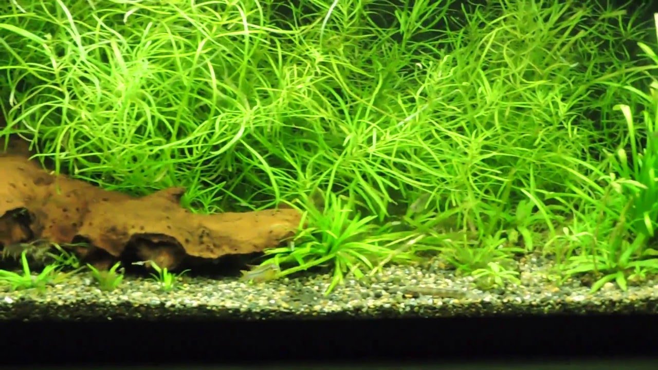 30g Long Planted Aquarium