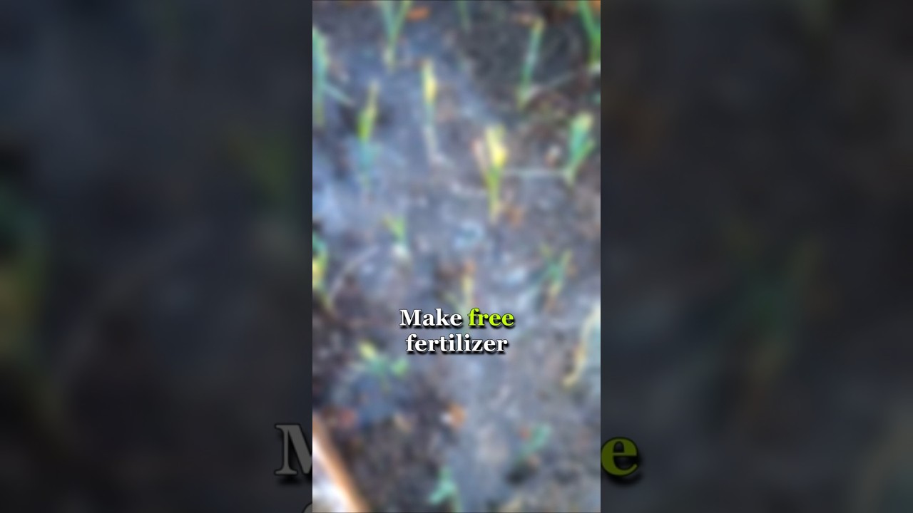 🚿 Make FREE Liquid Fertilizer With Weeds!