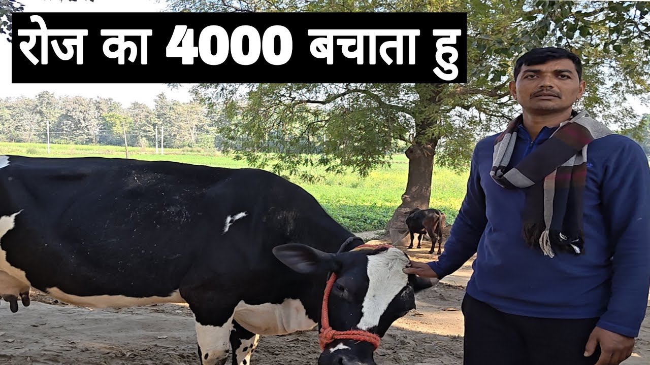 डेरी फार्म शुरू करने से पहले ये गलती मत करना @user-jitendrakumartiwari 