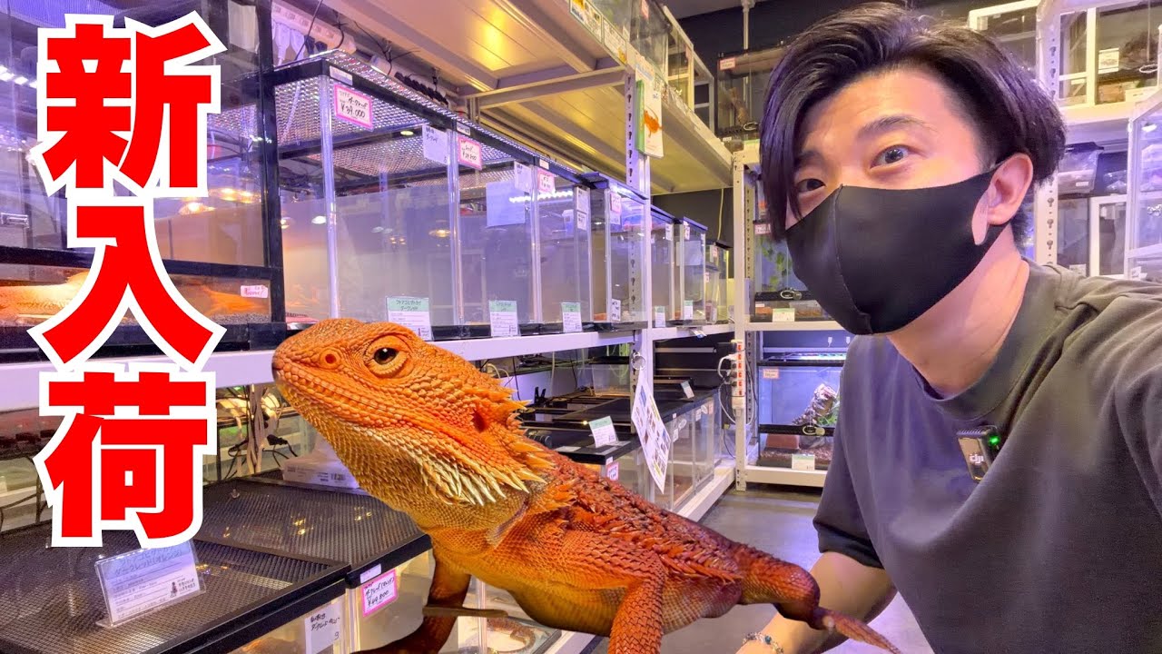 【新入荷】いろんなフトアゴが大集結！