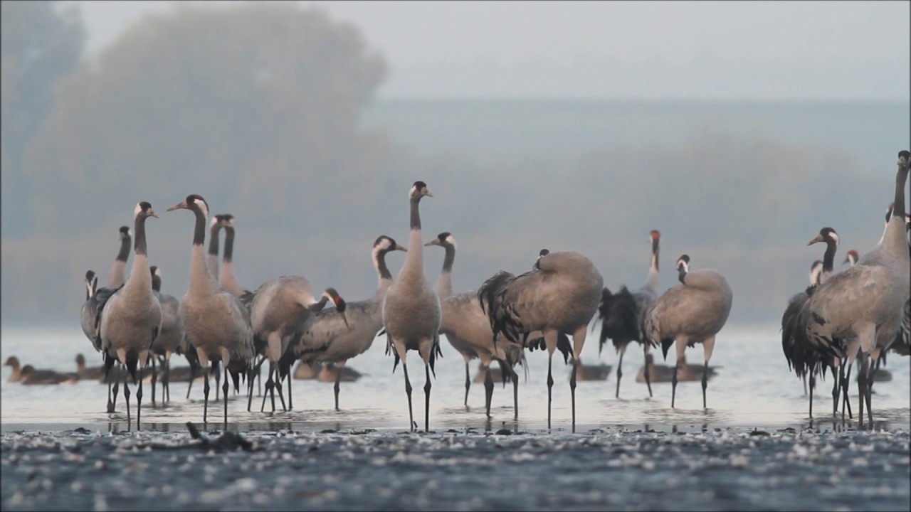 Czas odlotu- Żurawie(Grus grus) - Dariusz Grzelczak